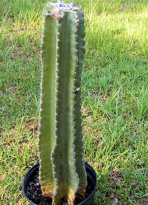 سرئوس رپاندوس